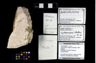 Foto (Objekt + Etikett) von Cycloprosopon etalloni (Gemmellaro, 1869)  (NHMW-GEO-2014-0194-0975)